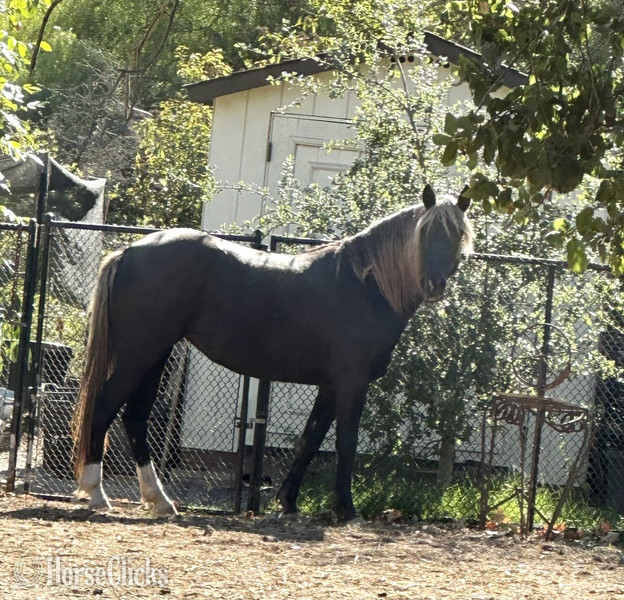 Rocky Mountain - "Sister Sadie" Chocolate Mare Rocky Mountain
