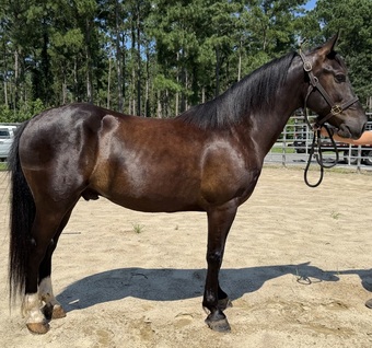 "Moose" Black Gelding Quarter Horse