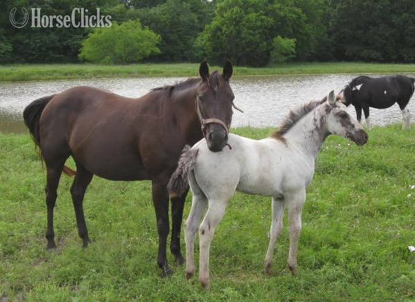 "Amarillo Savvy" Black Mare Quarter Horse in Texas