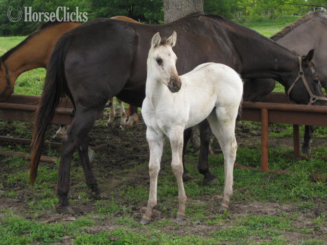 "Amarillo Savvy" Black Mare Quarter Horse
