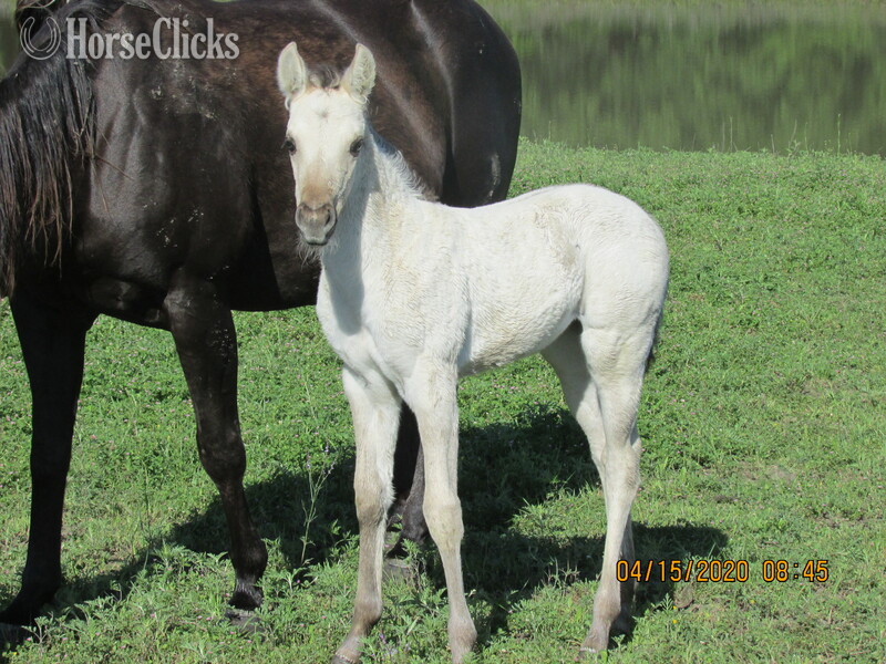 Texas "Amarillo Savvy" Black Mare Quarter Horse