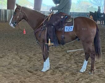 "Slevin" Sorrel Colt Quarter Horse