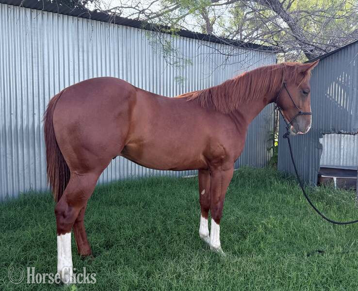 "Slevin" Sorrel Colt Quarter Horse