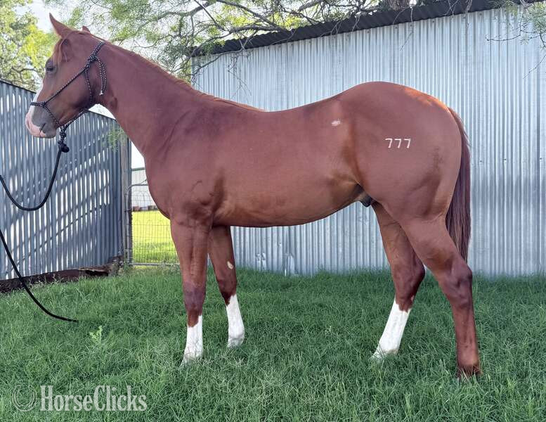 Texas "Slevin" Sorrel Colt Quarter Horse