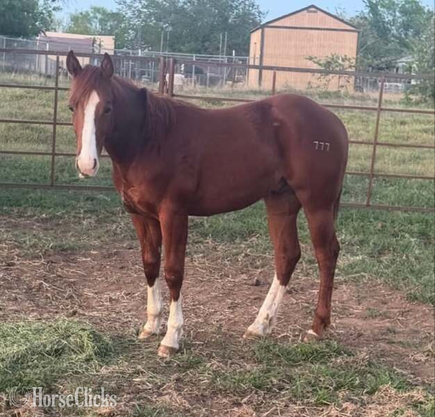 "Slevin" Sorrel Colt Quarter Horse - Quarter Horse in Texas