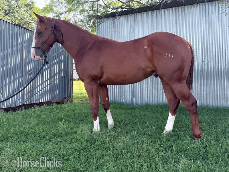 "Slevin" Sorrel Colt Quarter Horse Texas