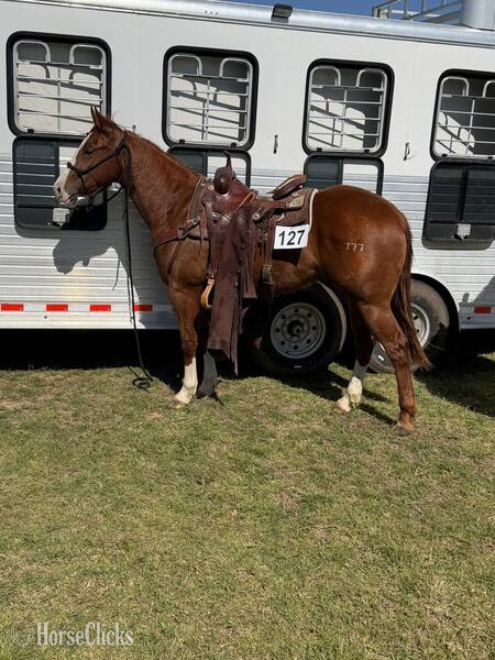 Quarter Horse - "Slevin" Sorrel Colt Quarter Horse in Texas