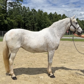 "Snowball" Grey Mare Quarter Horse