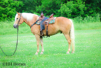 "WRENS ROCKET" Palomino Gelding Haflinger
