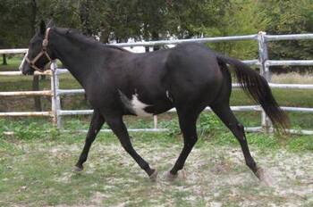 "Miss Princess Dixie" Black Mare Paint
