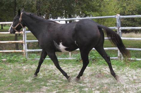 "Miss Princess Dixie" Black Mare Paint in Texas