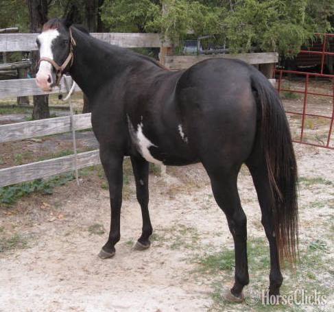 "Miss Princess Dixie" Black Mare Paint
