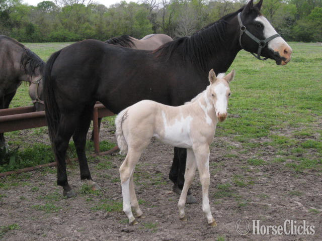 Texas "Miss Princess Dixie" Black Mare Paint