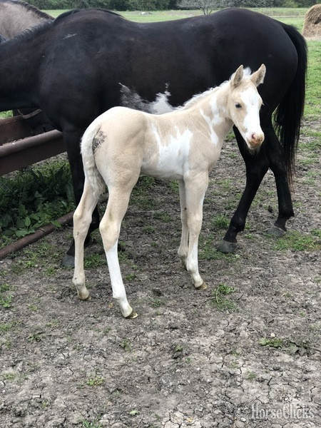 "Miss Princess Dixie" Black Mare Paint - Paint in Texas