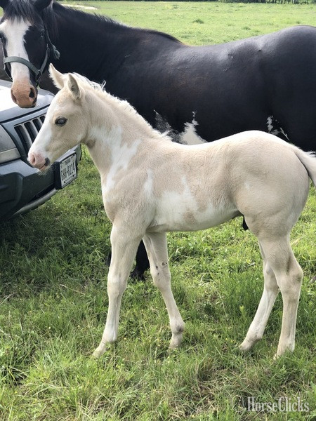 "Miss Princess Dixie" Black Mare Paint - Paint