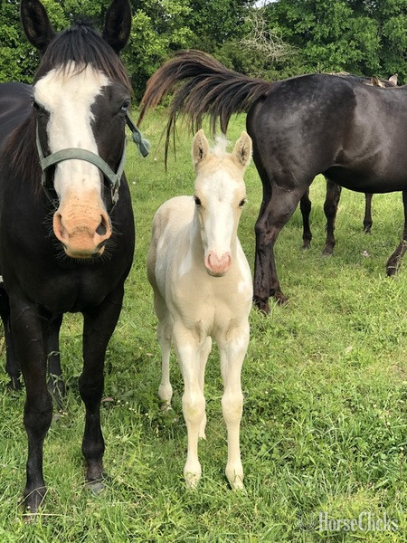 "Miss Princess Dixie" Black Mare Paint Texas