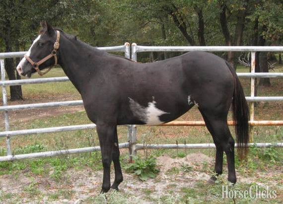 Paint - "Miss Princess Dixie" Black Mare Paint in Texas