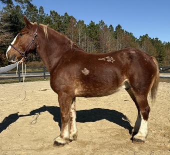 "Johnny" Sorrel Gelding Belgian