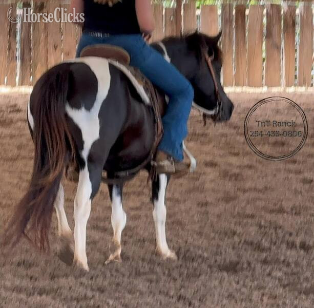 "Rosalita " Black Mare Pony in Texas