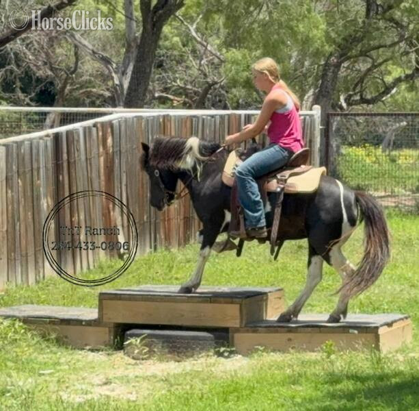 "Rosalita " Black Mare Pony