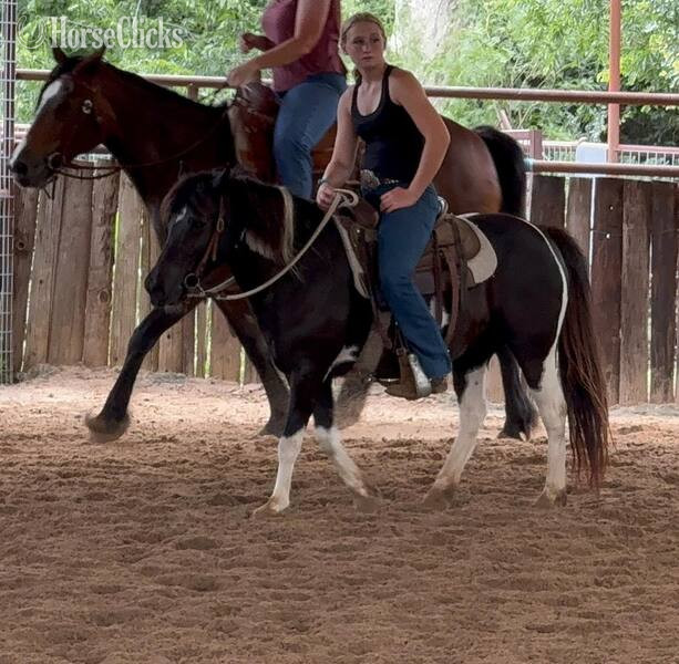 Texas "Rosalita " Black Mare Pony