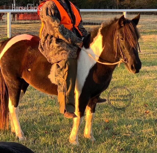 "Rosalita " Black Mare Pony - Pony in Texas