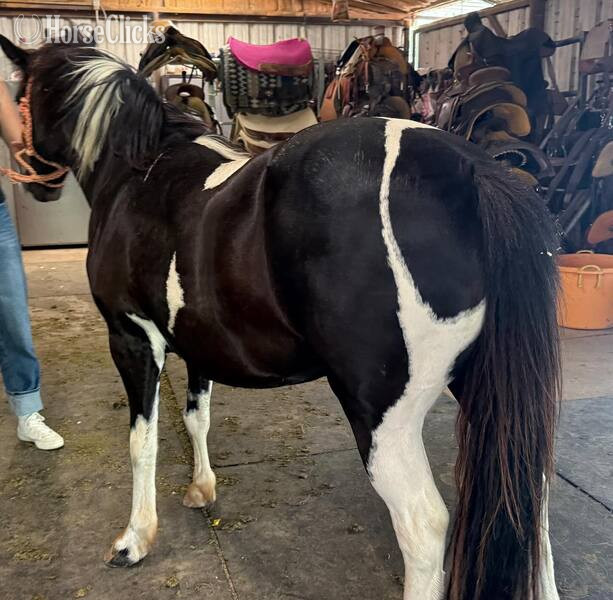 "Rosalita " Black Mare Pony - Pony