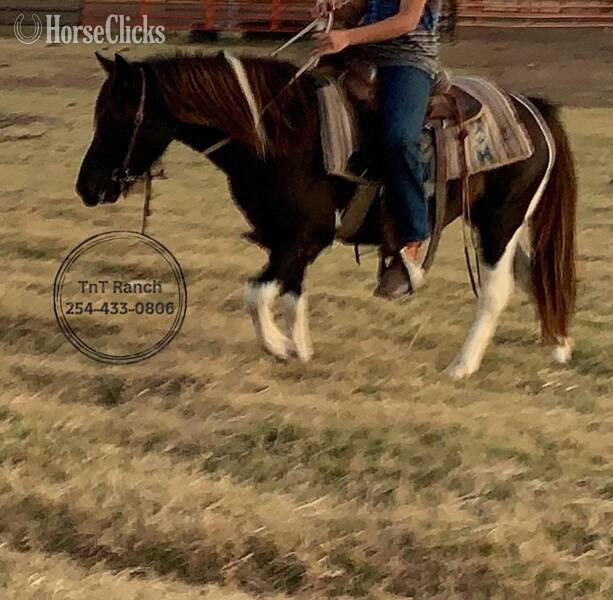 "Rosalita " Black Mare Pony Texas