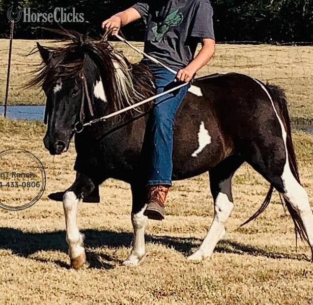 Pony - "Rosalita " Black Mare Pony in Texas