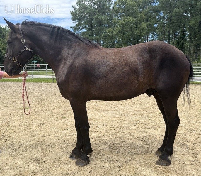 "Hercules " Black Gelding Percheron