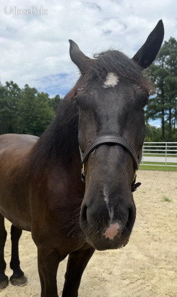 North Carolina "Hercules " Black Gelding Percheron