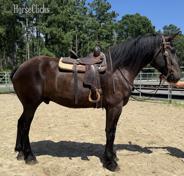 "Hercules " Black Gelding Percheron - Percheron in North Carolina