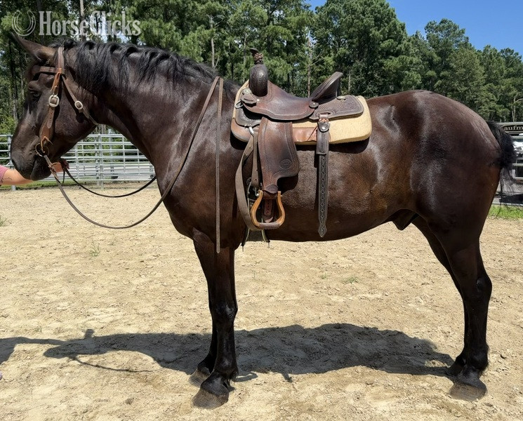 "Hercules " Black Gelding Percheron - Percheron