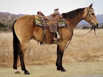 "RWS SWEET GALO TEJON" Buckskin Gelding Quarter Horse