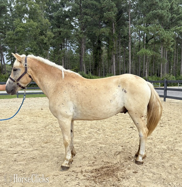 "Gelding " Palomino Gelding Haflinger in North Carolina