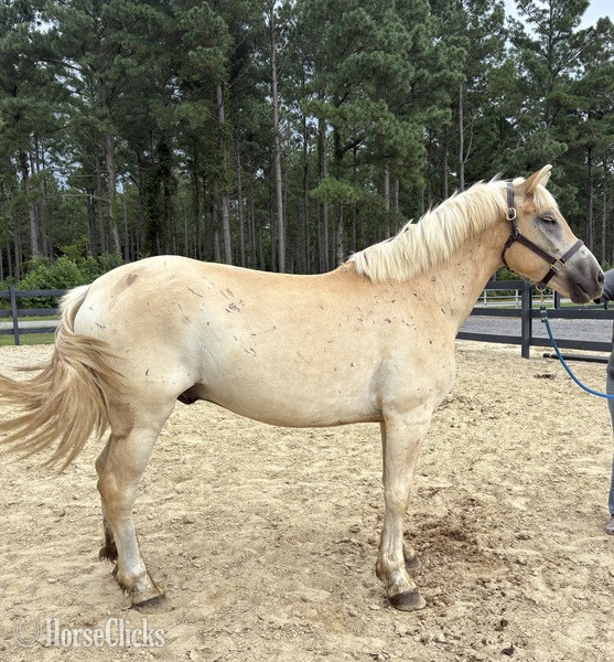 "Gelding " Palomino Gelding Haflinger