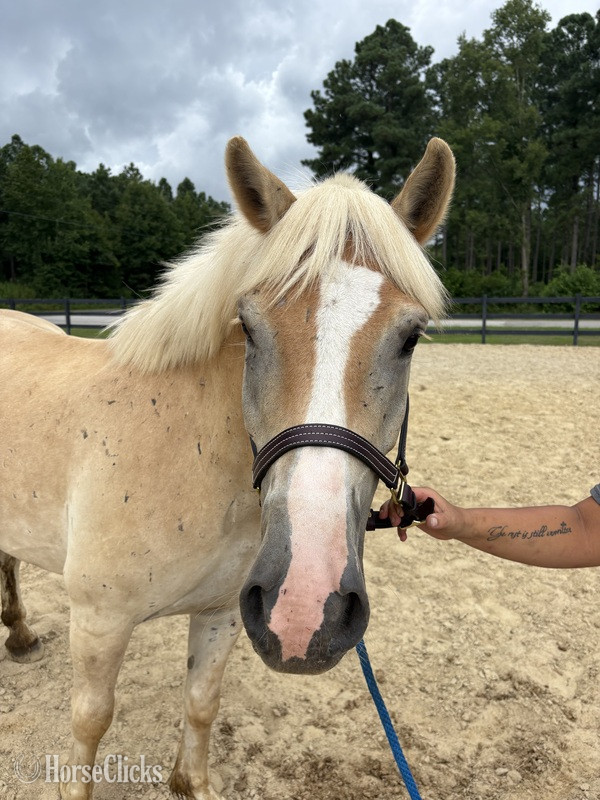 North Carolina "Gelding " Palomino Gelding Haflinger