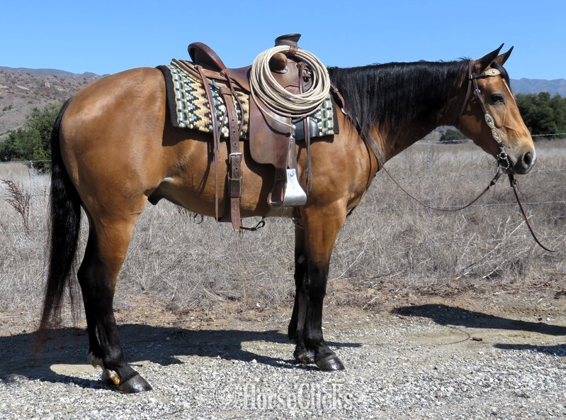 "HL OLENAS STAR CAT" Buckskin Gelding Quarter Horse in California
