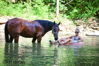 "AIR GLIDER" Bay Gelding Missouri Fox Trotter