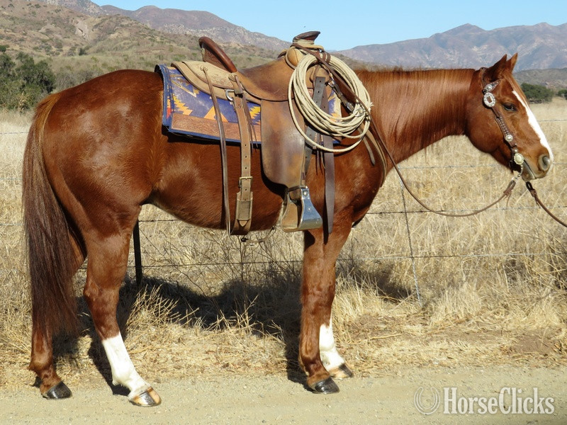 "RANCHERO" Sorrel Gelding Quarter Horse in California