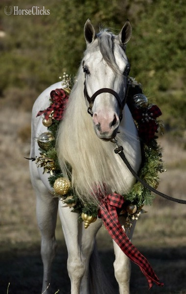 "AP DONT TELL DADDY" Grey Gelding Other Breed in California