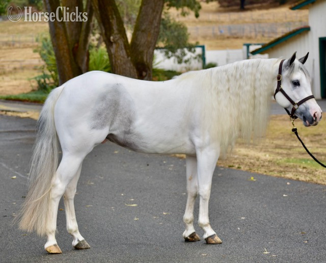 "AP DONT TELL DADDY" Grey Gelding Other Breed