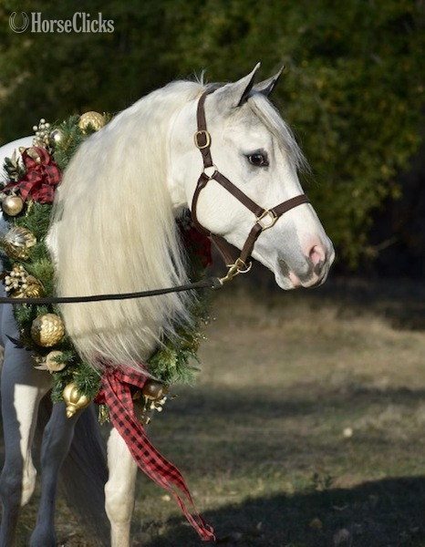 California "AP DONT TELL DADDY" Grey Gelding Other Breed