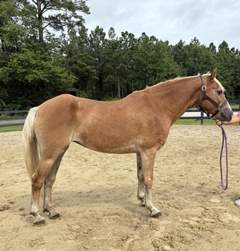 "Haflinger" Sorrel Mare Haflinger