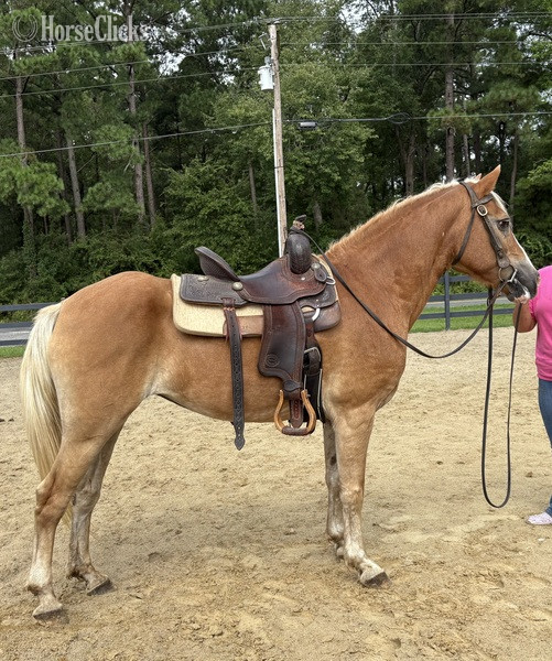North Carolina "Haflinger" Sorrel Mare Haflinger