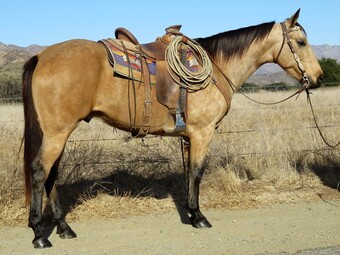 "DALLY" Buckskin Gelding Quarter Horse