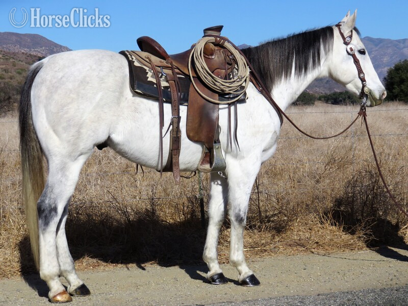 "FAMOUS BLAZIN" Grey Gelding Quarter Horse in California