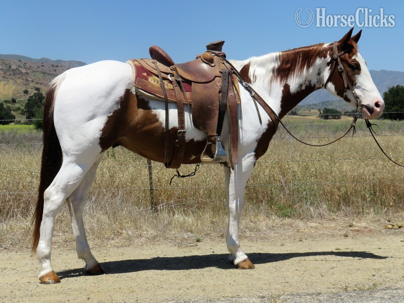 "LAKOTA TWO SPOTS" Sorrel Gelding Paint in California