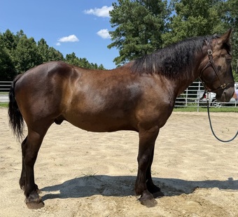 "Thunder " Black Gelding Percheron