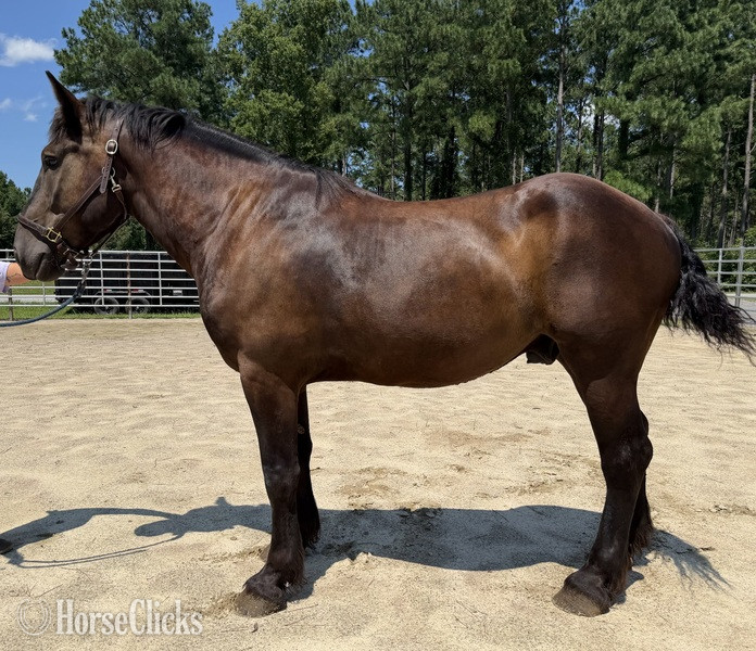 "Thunder " Black Gelding Percheron